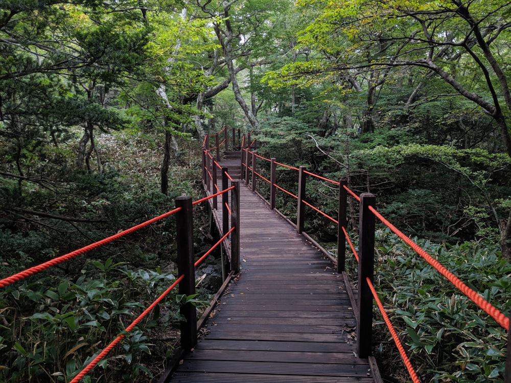 brown wooden bridge in the forest