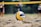 A close-up of a futevôlei ball on the sandy court with players in the background.