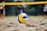 Close-up of a royal blue and white volleyball resting on a gym floor.