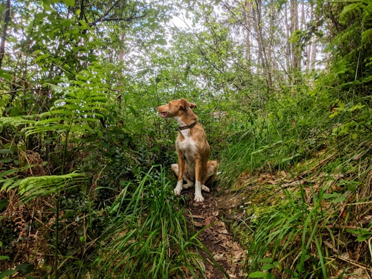 brown short coated dog on green grass during daytime in Arouca Portugal