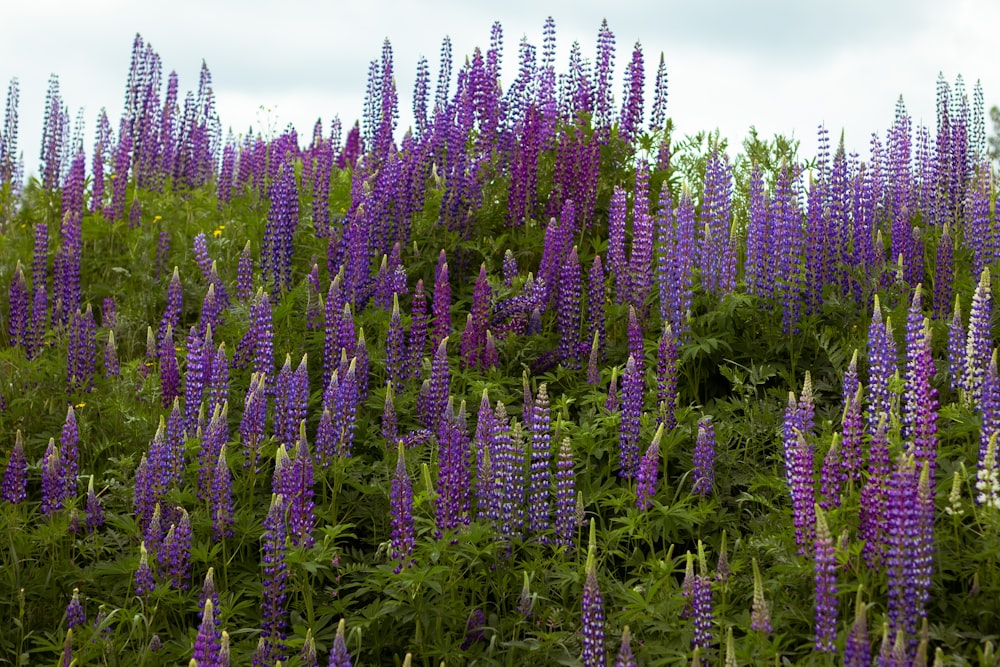 purple flowers on green grass field during daytime