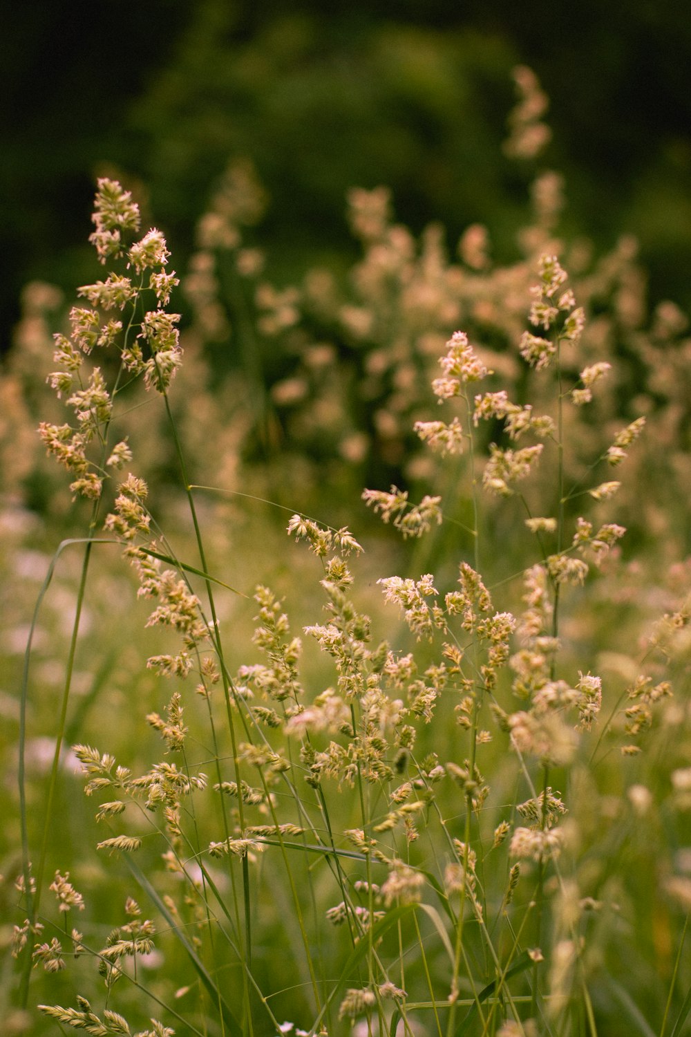 white flowers in tilt shift lens