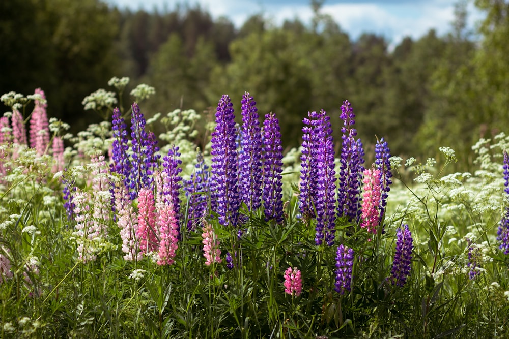 purple flowers on green grass field during daytime