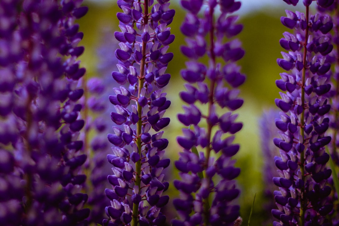 purple flower buds in tilt shift lens