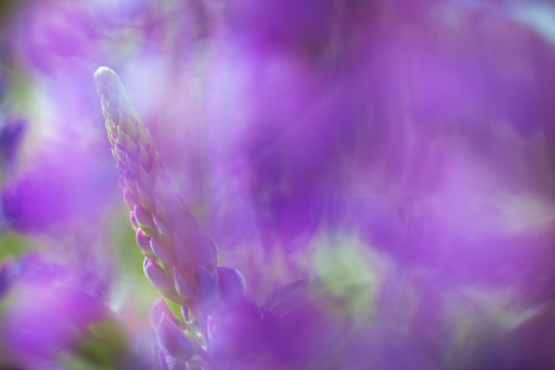 purple flower buds in tilt shift lens