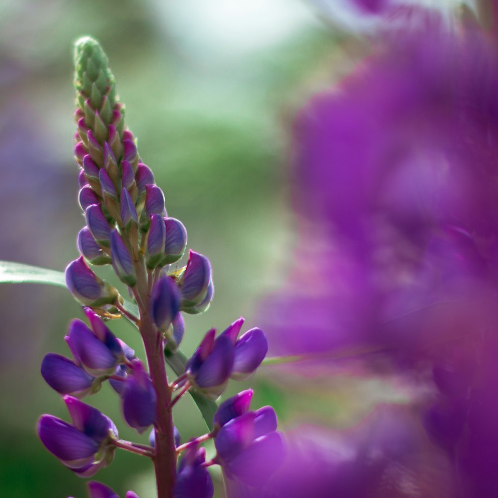 purple flower in tilt shift lens