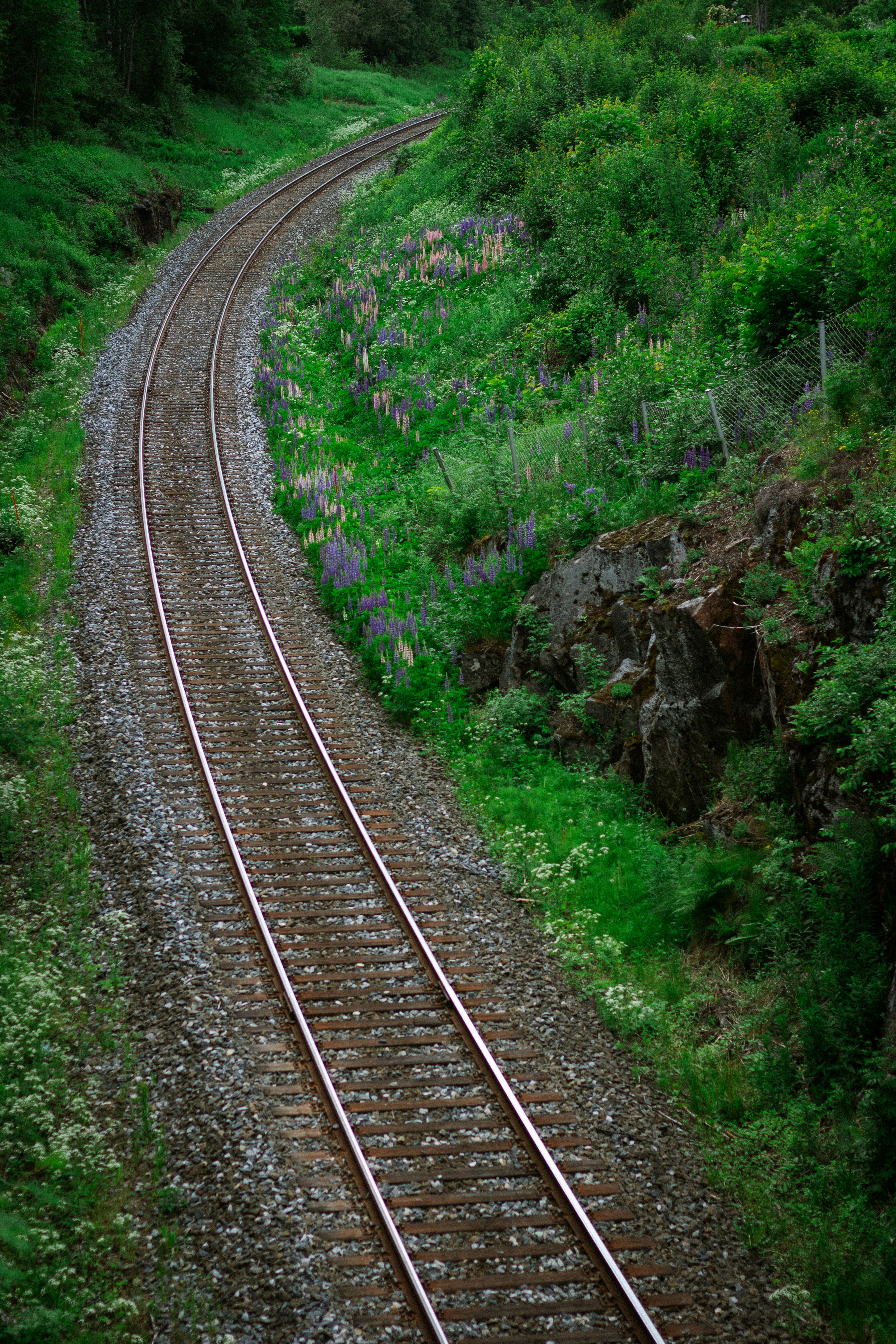 green plants on brown train rail