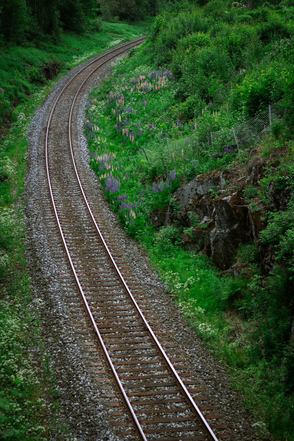 green plants on brown train rail