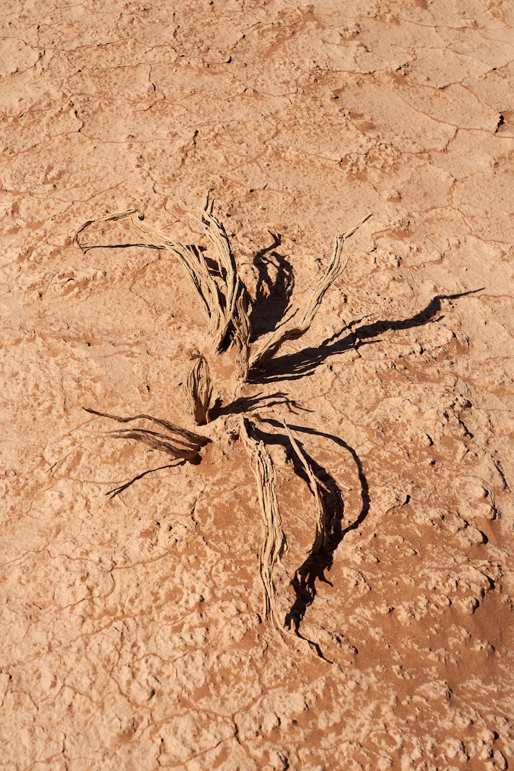 brown dried leaves on brown soil