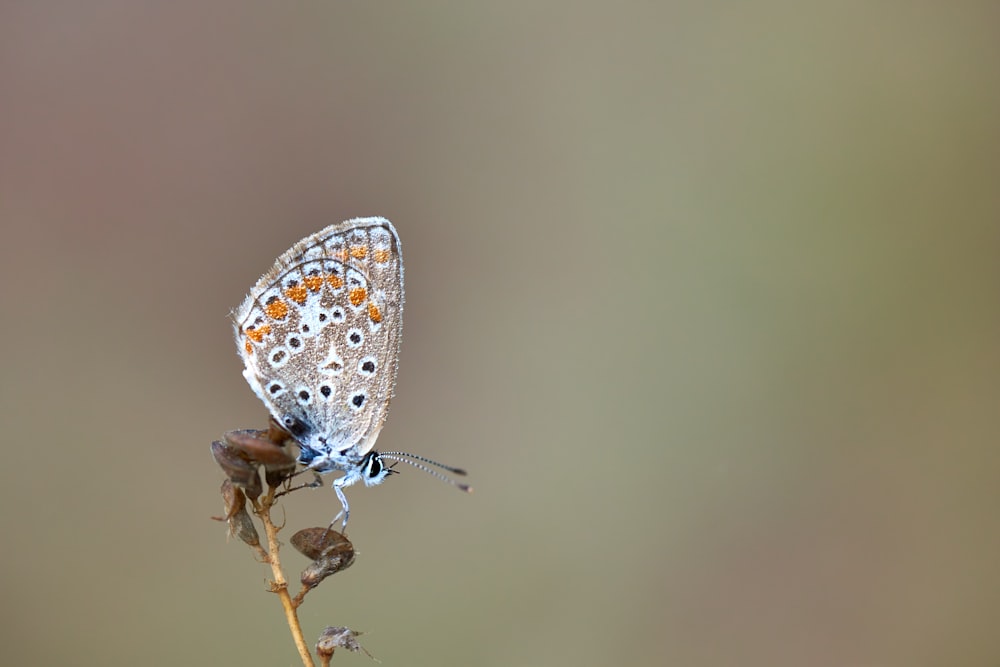 blue and white butterfly perched on brown stem in close up photography during daytime