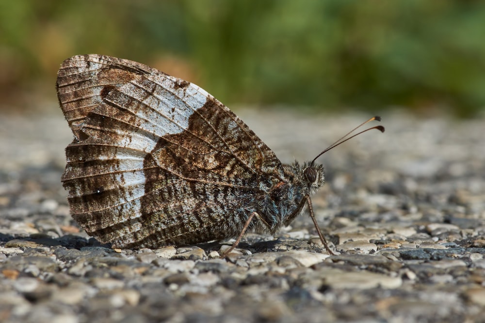 brown and white butterfly on gray concrete floor during daytime