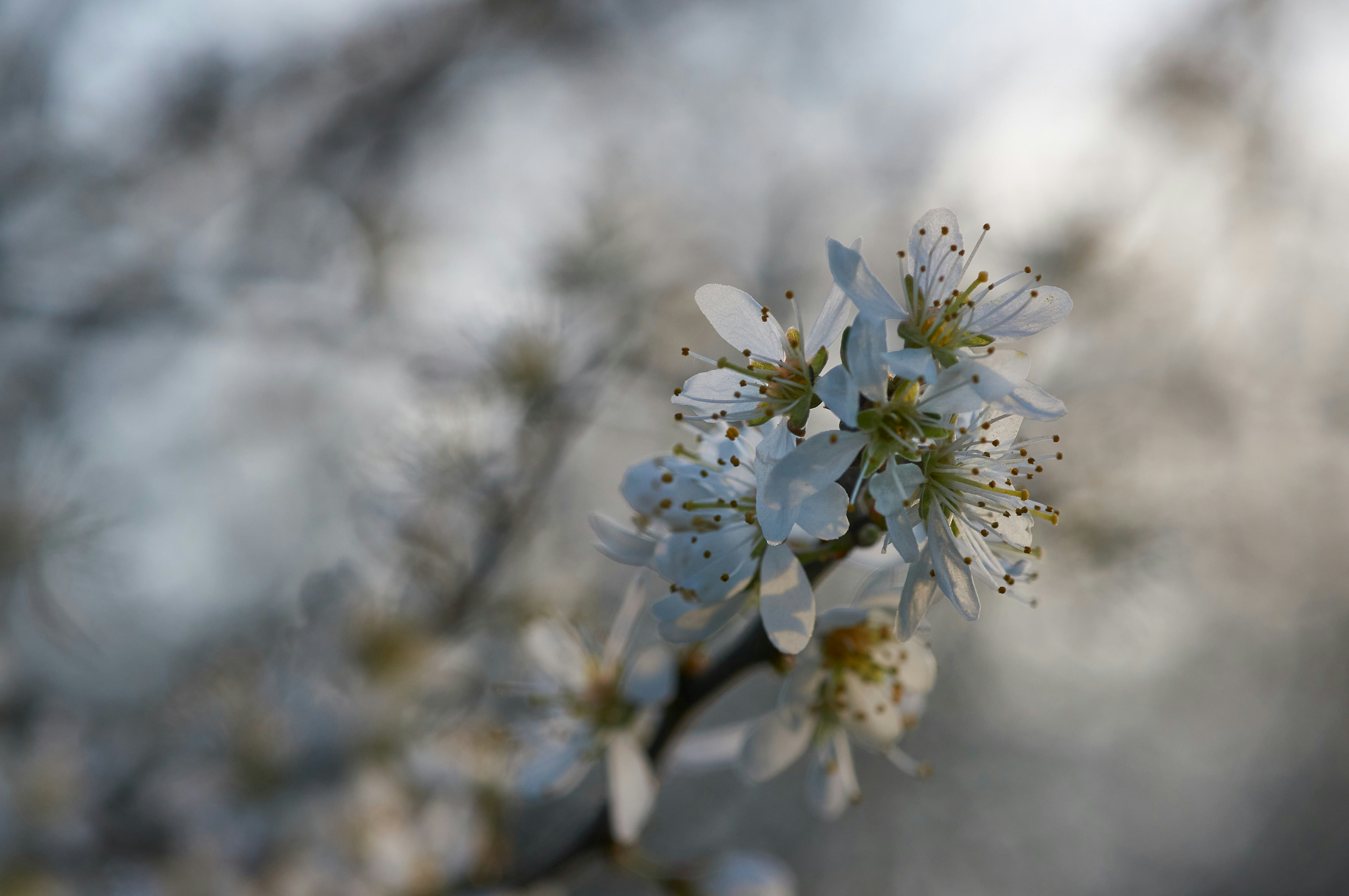 Photo by wolfgang_hasselmann