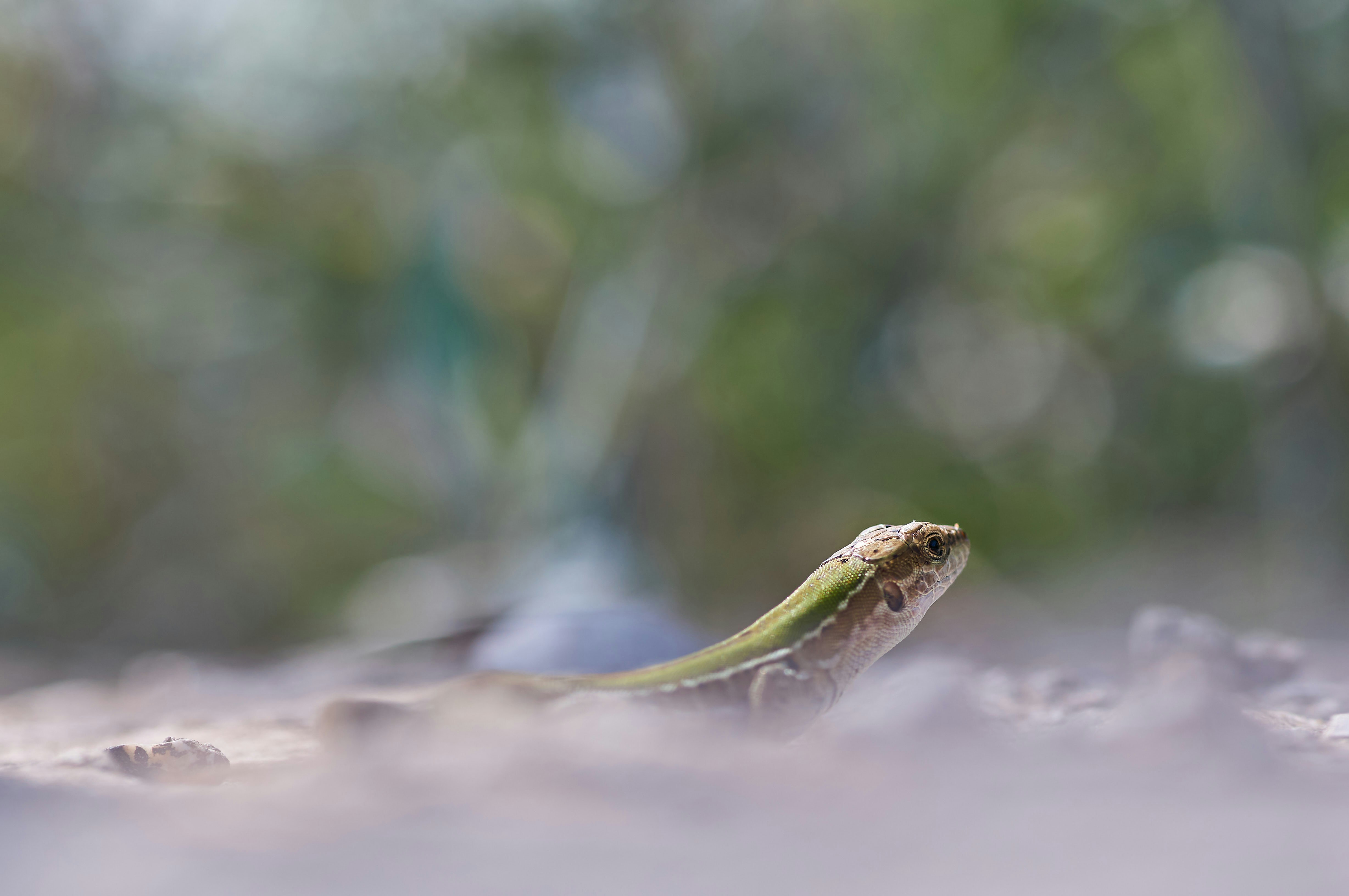 Photo by wolfgang_hasselmann