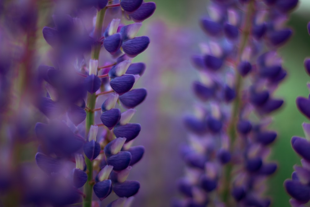 botões de flores roxos na lente tilt shift