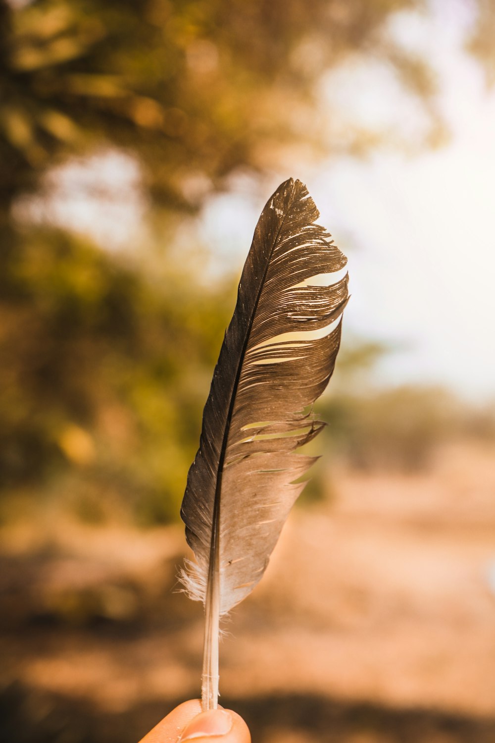 plume blanche et noire en gros plan