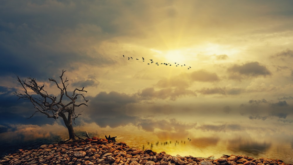 leafless tree under cloudy sky during sunset