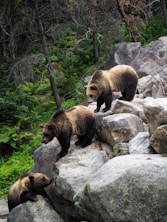 brown bear on gray rock