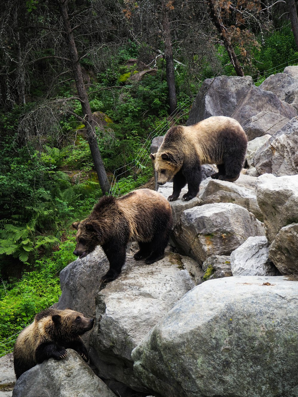 Oso pardo en roca gris