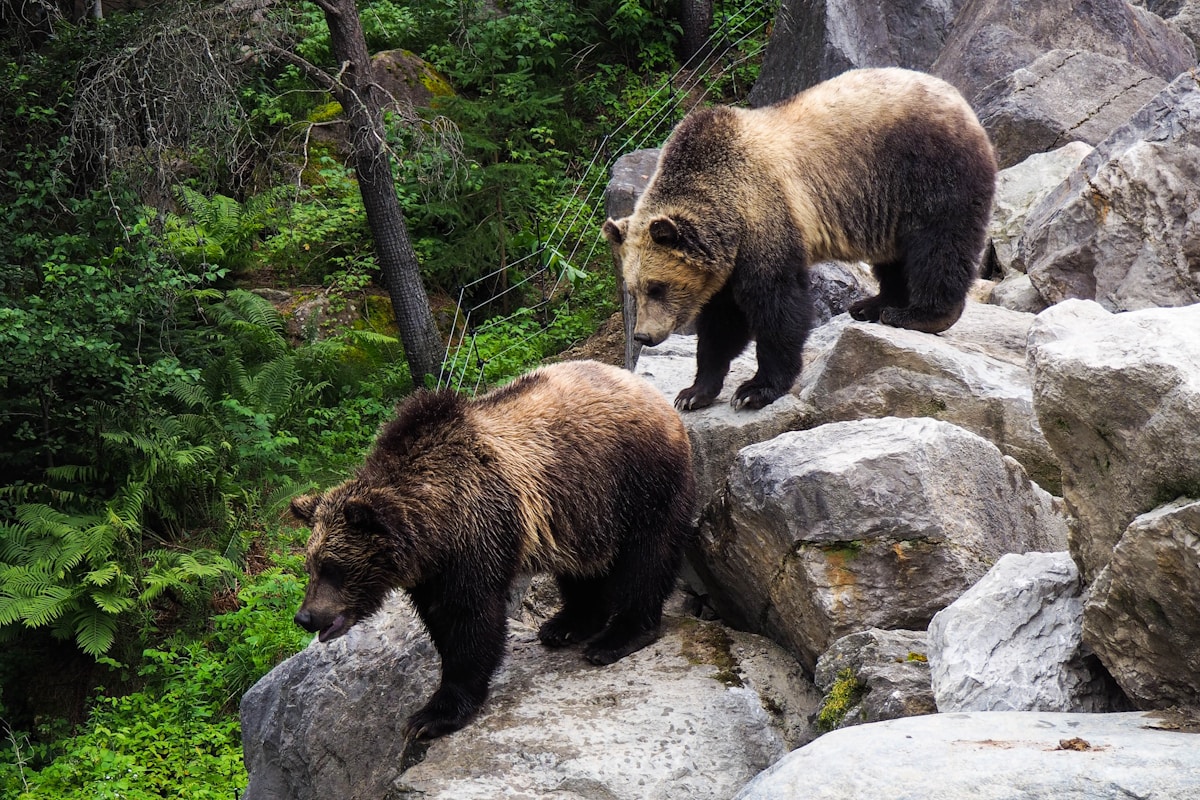 brown bear on gray rock