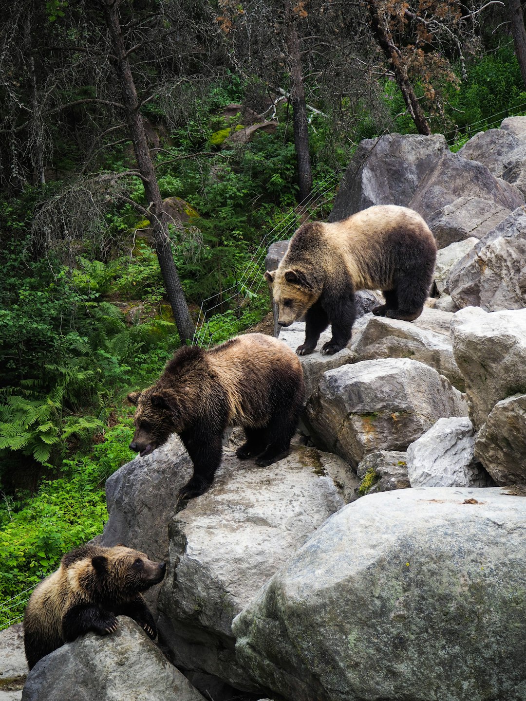 Travel Tips and Stories of Saint-Félicien in Canada