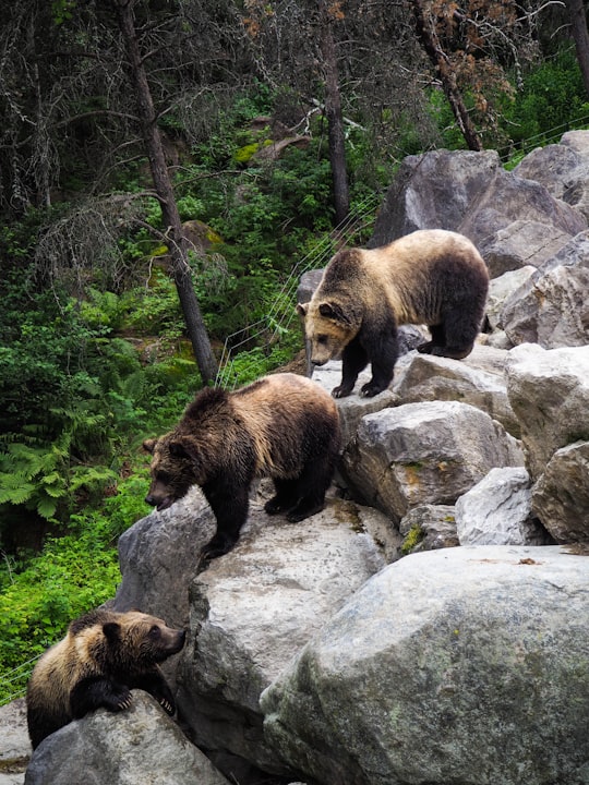 brown bear on gray rock in Saint-Félicien Canada