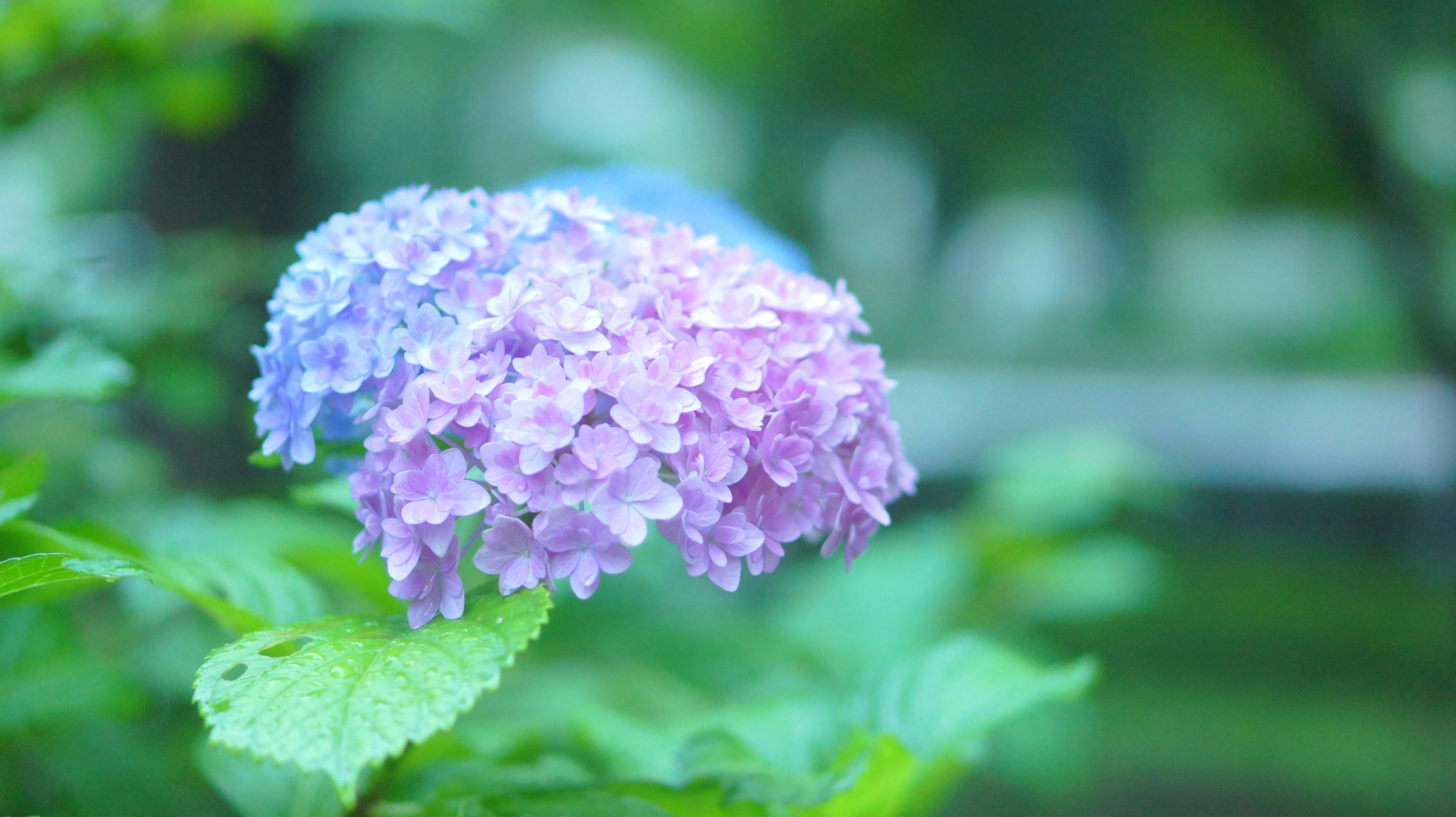 Photo by kiyomishiomura