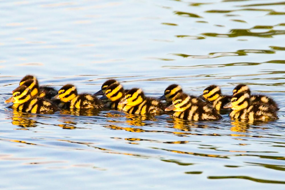 black and yellow ducklings on water
