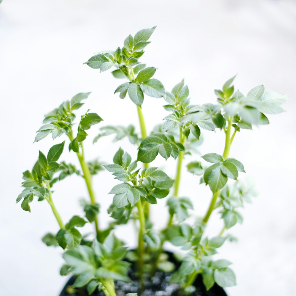 green plant with white flowers