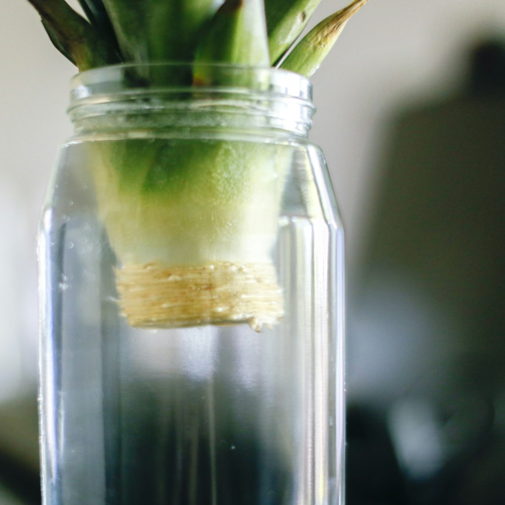 green plant in clear glass jar