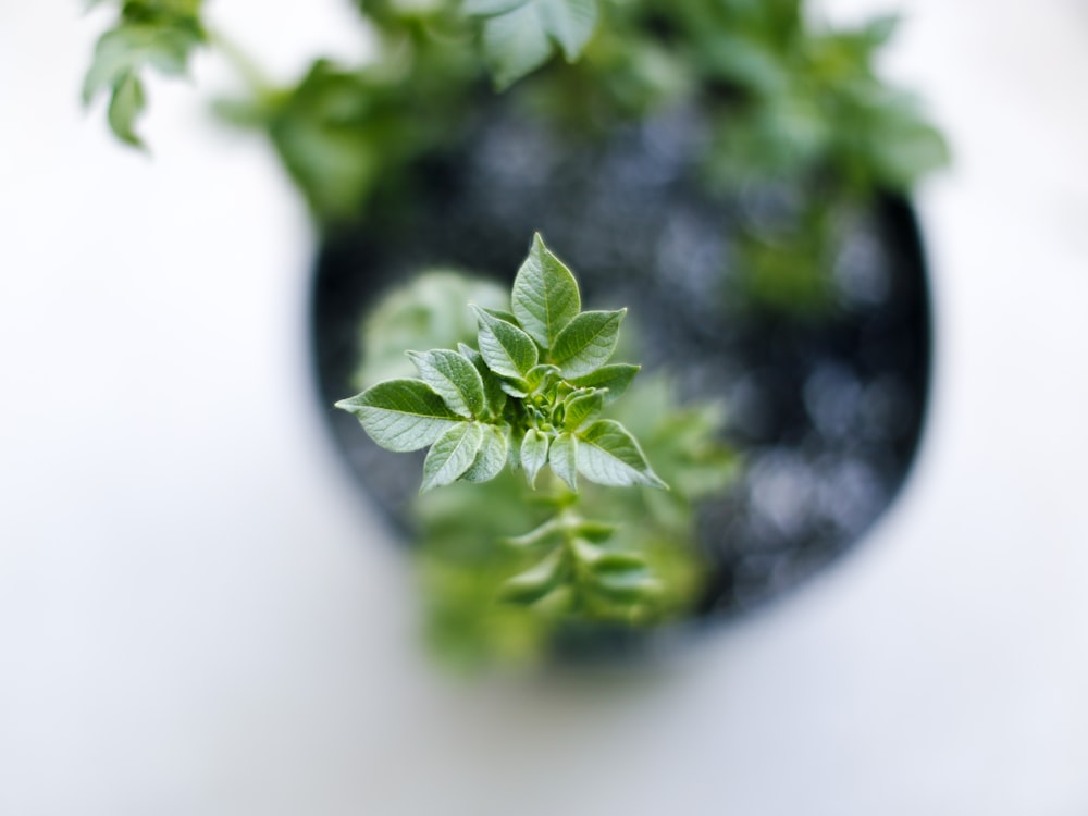 green plant on white table