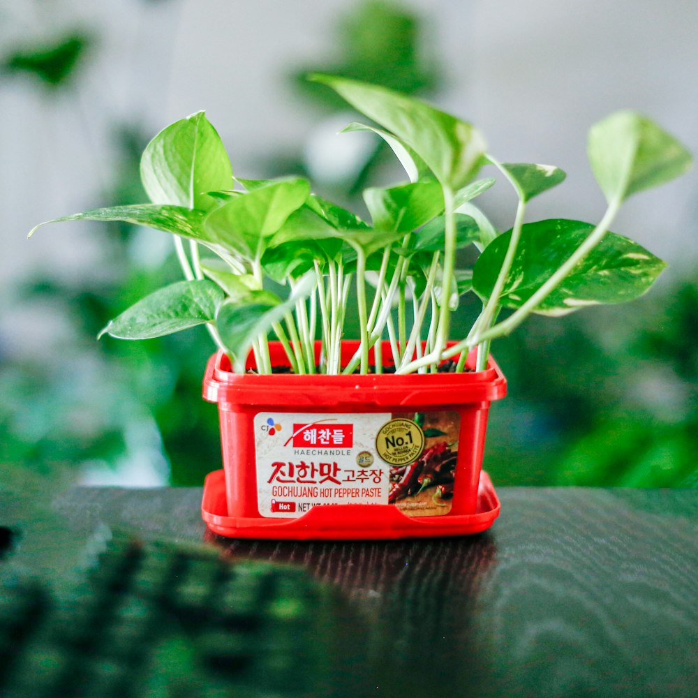 green plant in red pot