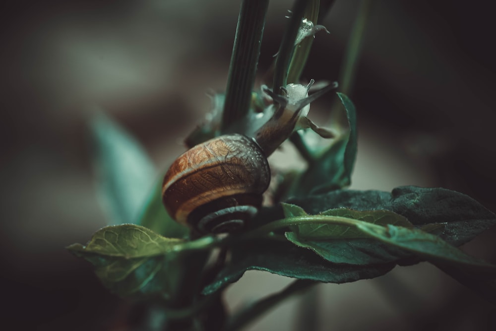 brown snail on green plant