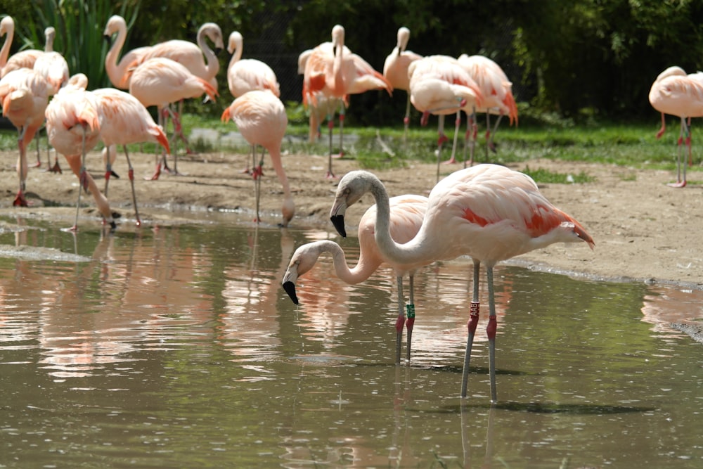 flock of flamingos on water during daytime