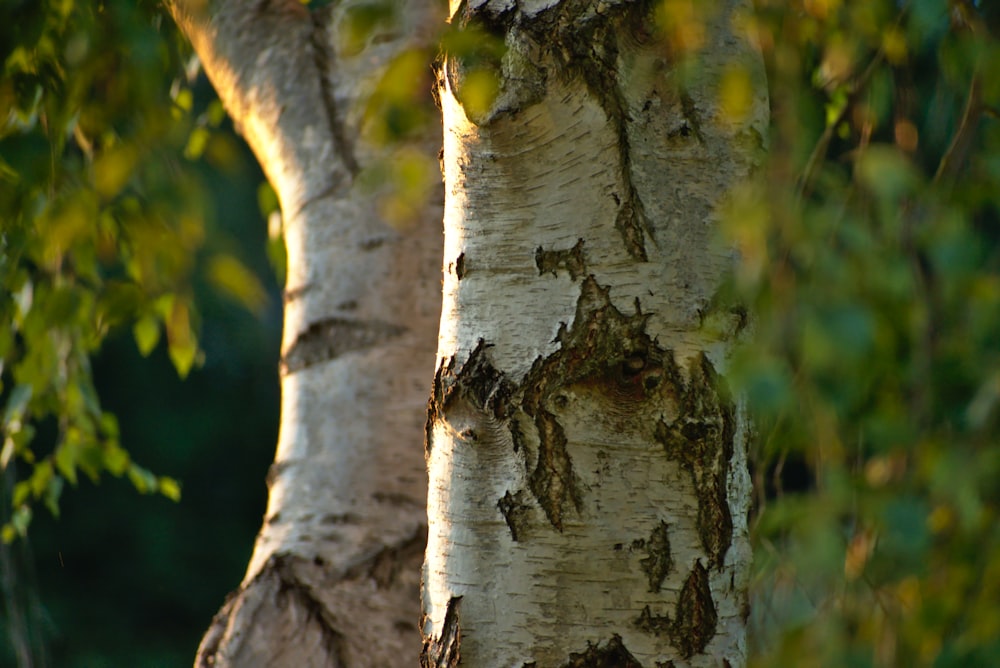 brown tree trunk in tilt shift lens