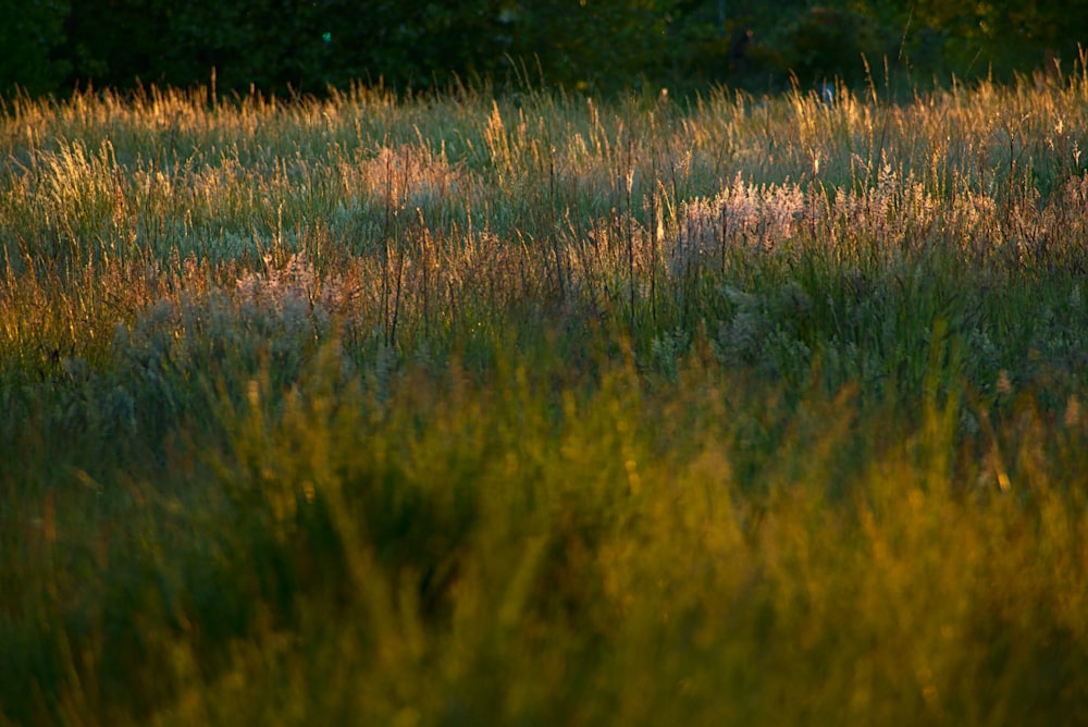 green grass field during daytime