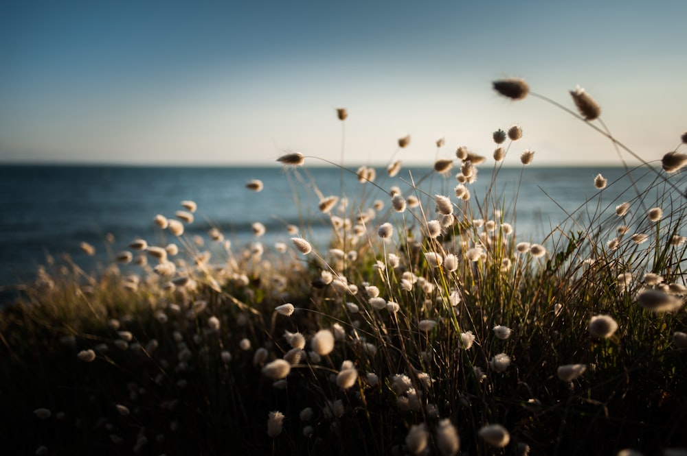 white flowers on the shore during daytime