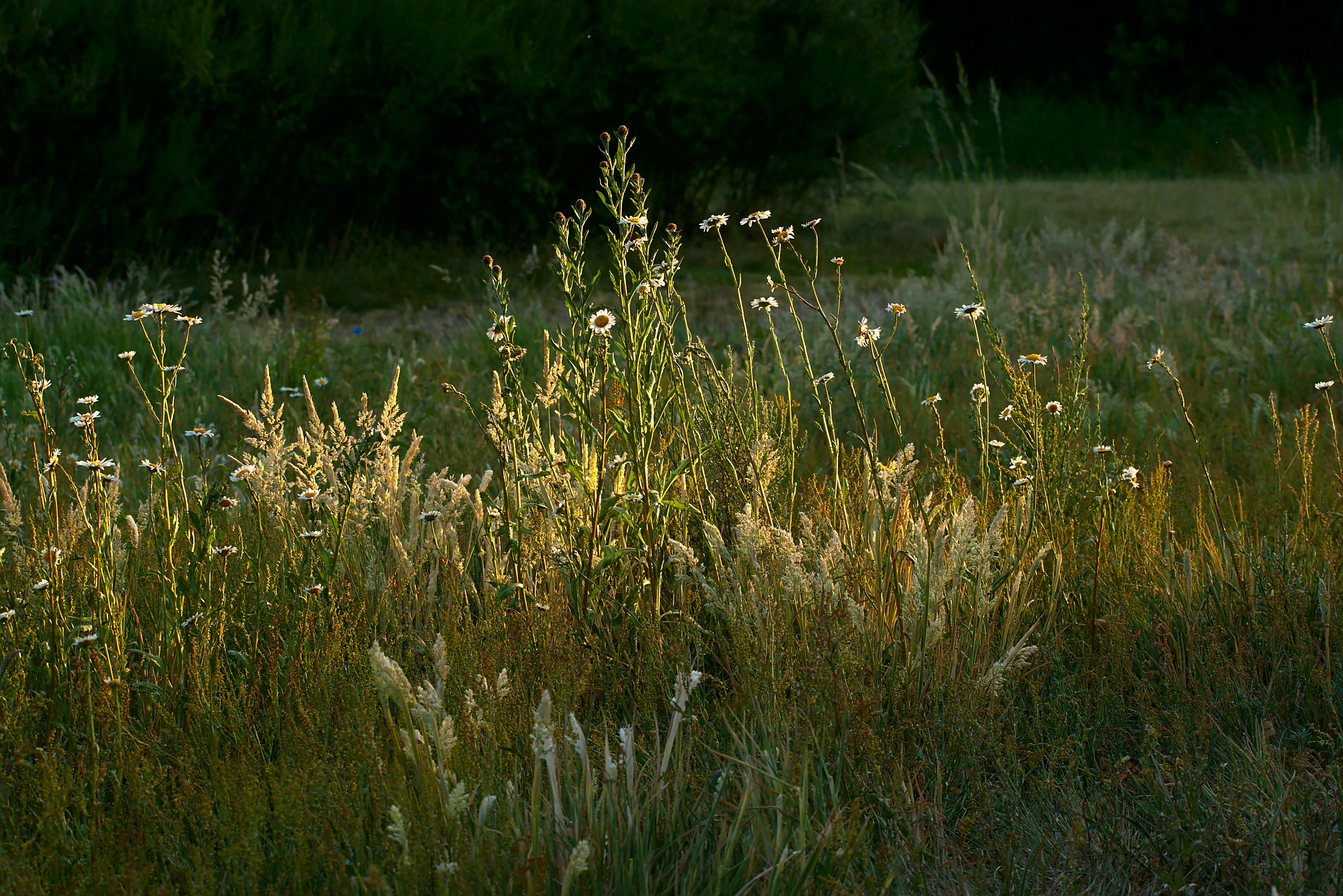 green grass field during daytime
