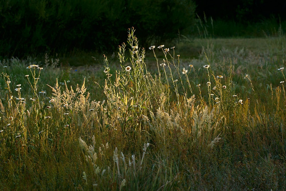 green grass field during daytime