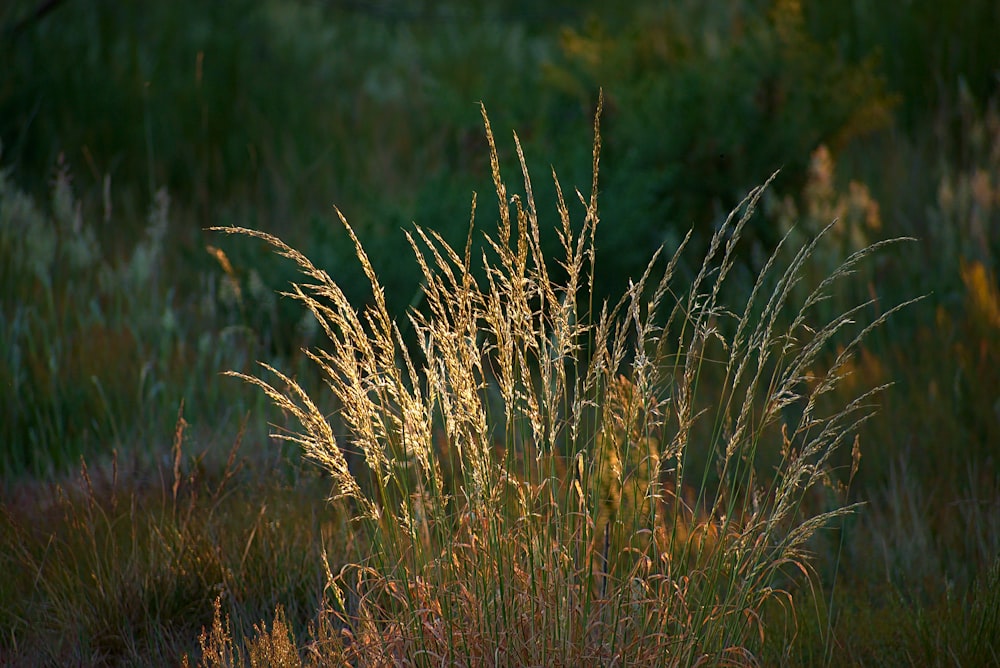 brown wheat field during daytime