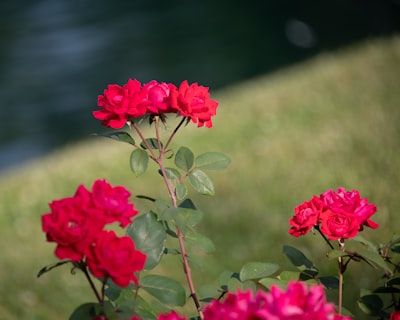 pink flowers in tilt shift lens saint patrick teams background