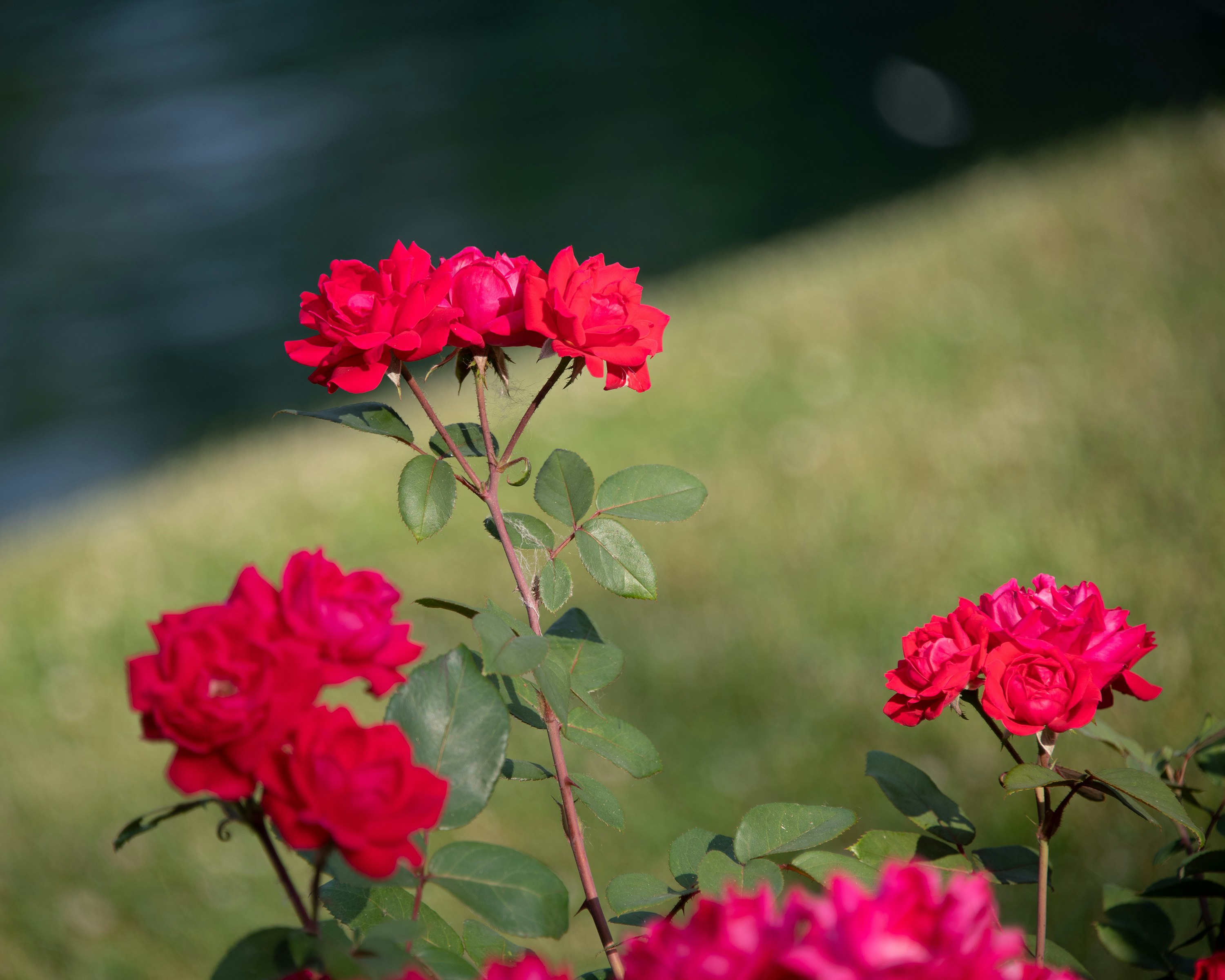 Red roses on rose bushes by Vicksburg Station Lake.