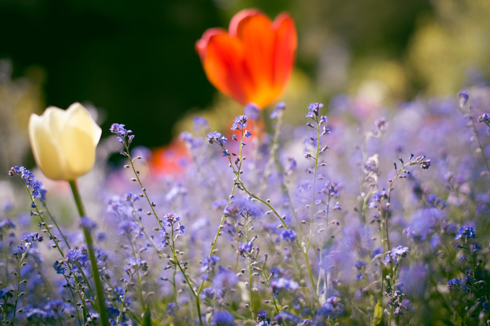 orange flower in bloom during daytime