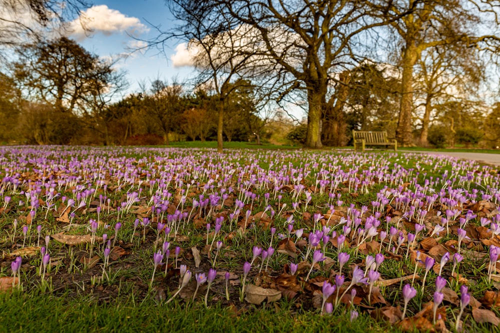 champ de fleurs violettes près des arbres pendant la journée