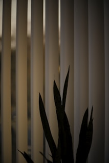 Vertical blinds partially open with soft light streaming through, casting shadows on a silhouetted plant with pointed leaves in the foreground.