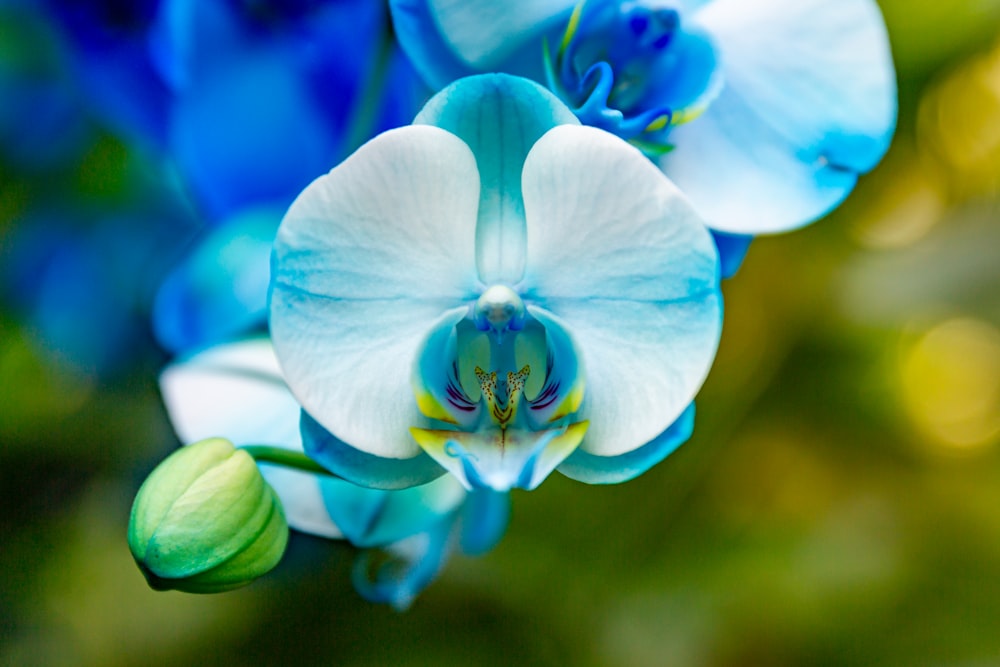 flor azul e branca na foto macro