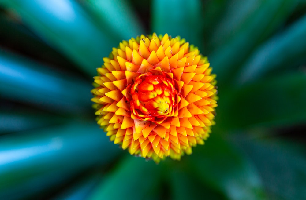 yellow flower in tilt shift lens