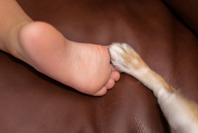 A child's bare foot and a dog's paw are gently touching each other on a brown leather surface, conveying a sense of connection and friendship.