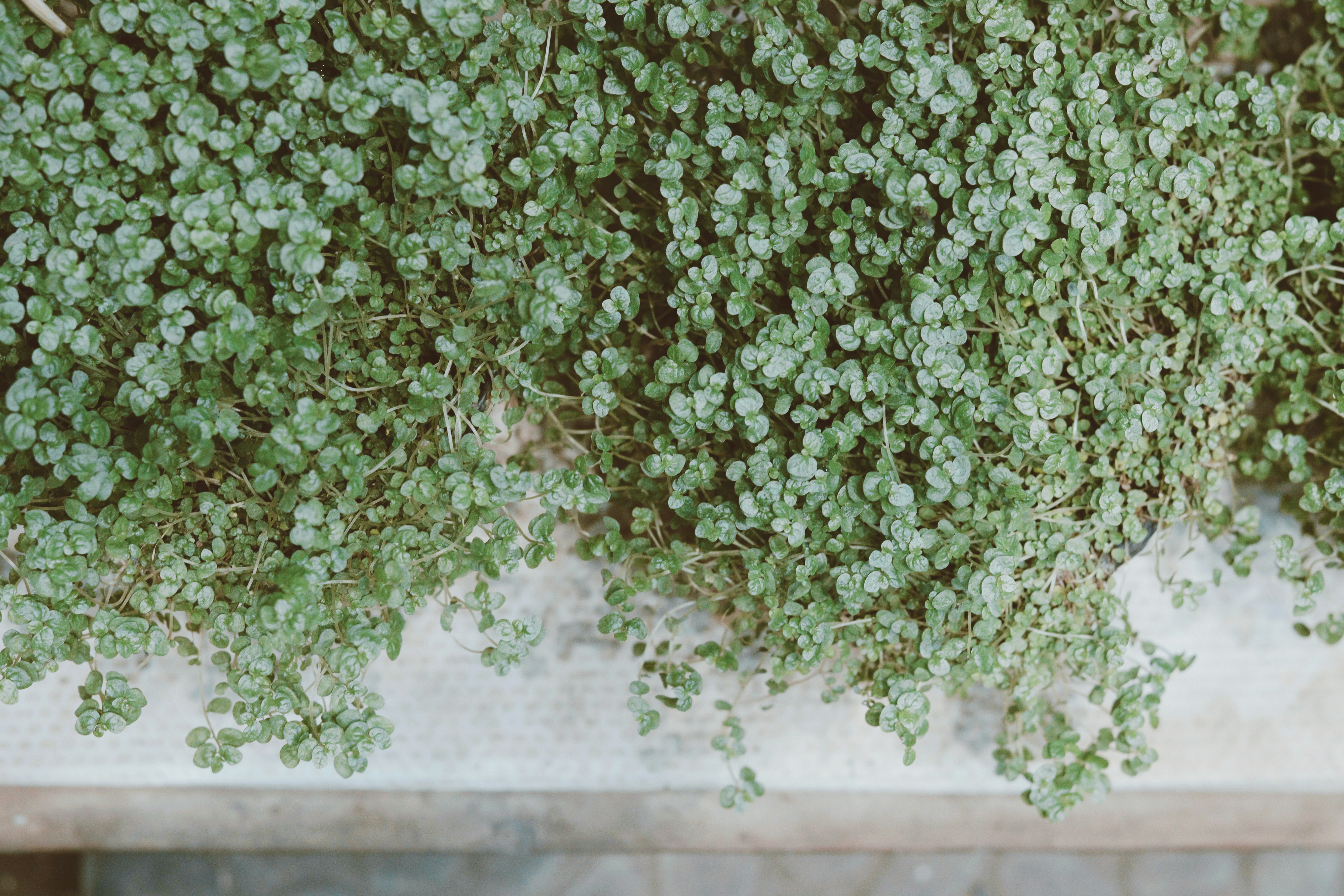 Photo by habibdadkhah