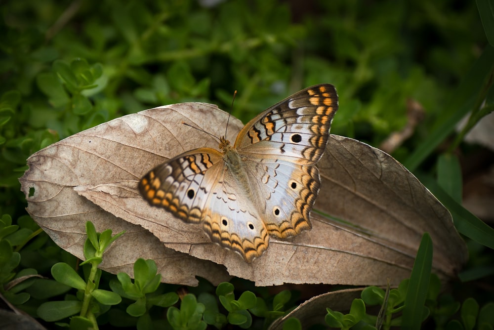 brown and black butterfly on brown leaf