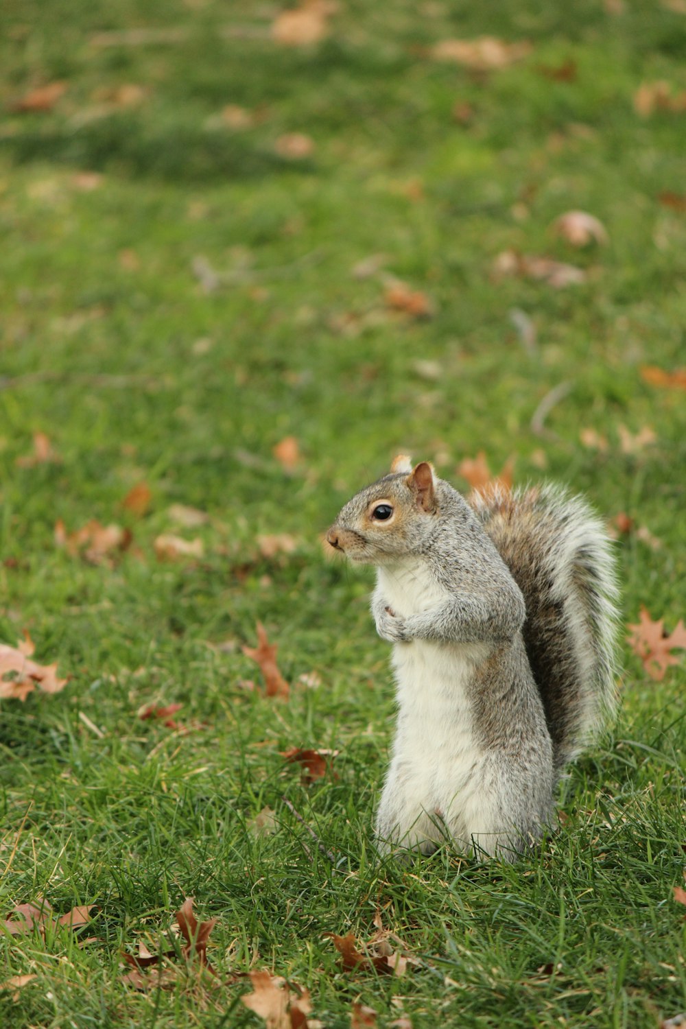 gray and white squirrel on green grass during daytime